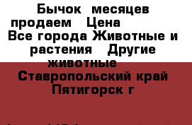 Бычок 6месяцев продаем › Цена ­ 20 000 - Все города Животные и растения » Другие животные   . Ставропольский край,Пятигорск г.